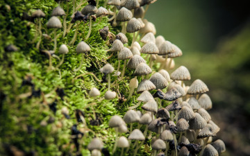 Картинка природа грибы шляпка