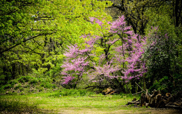 Картинка природа лес заросли