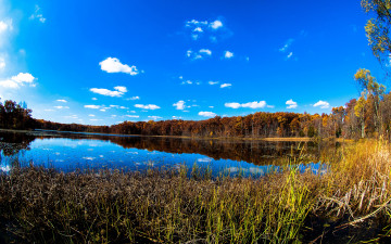 Картинка природа реки озера камыш