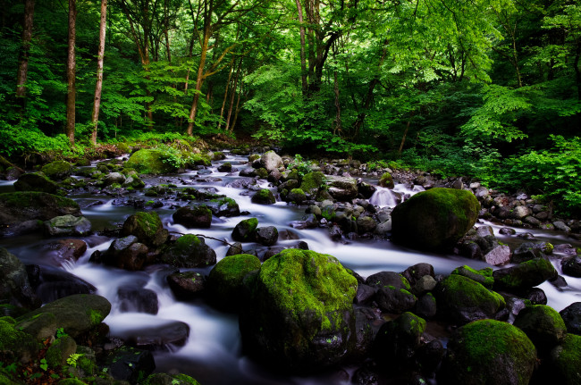 Обои картинки фото природа, лес, вода