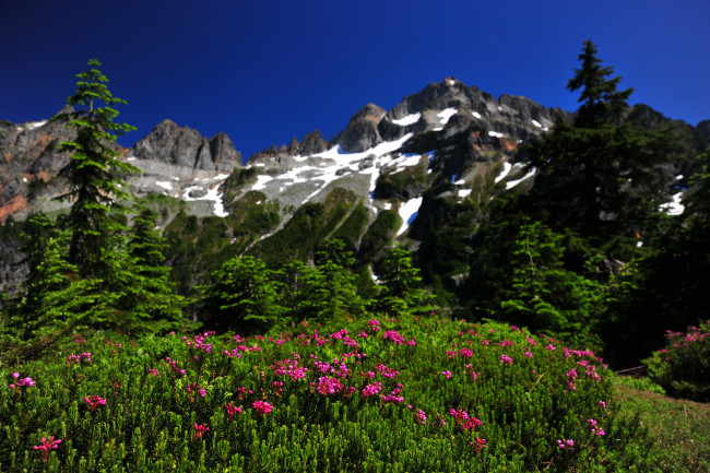 Обои картинки фото природа, луга, пейзаж