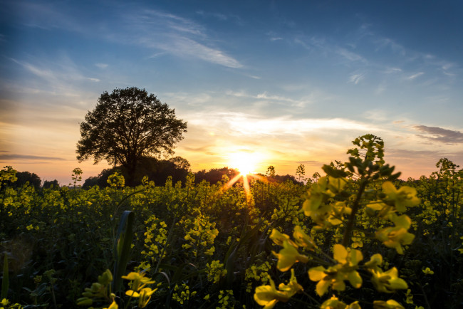 Обои картинки фото природа, восходы, закаты, поле, рапс, закат, дерево