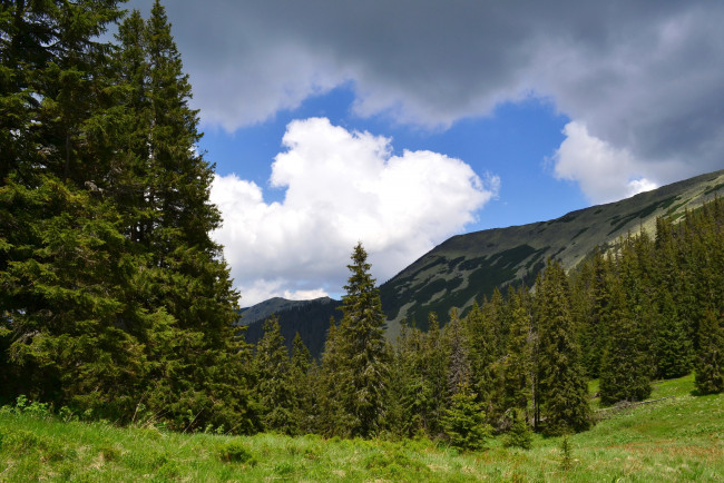 Обои картинки фото украина, горгани, довбушанка, природа, горы, лес