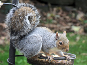 Картинка животные белки белка