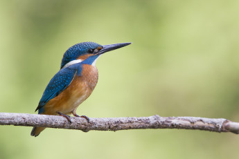 Картинка животные зимородки ветка kingfisher alcedo atthis обыкновенный зимородок птица