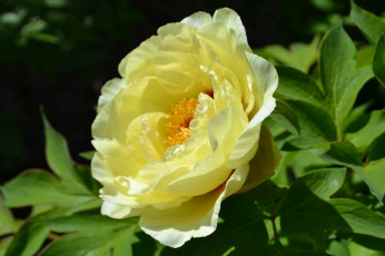 Картинка цветы пионы лепестки лето макро желтый пион