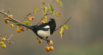 обоя животные, сороки, сорока