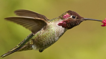 Картинка животные колибри птичка