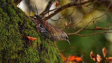 Картинка животные птицы скворец
