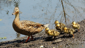 Картинка животные утки утка птенцы