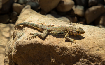 Картинка животные Ящерицы +игуаны +вараны ящерка