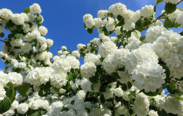 обоя цветы, калина , бульдонеж, белый, шары, калина, небо, весна, куст