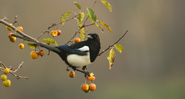 Обои картинки фото животные, сороки, сорока