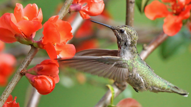Обои картинки фото животные, колибри, птичка