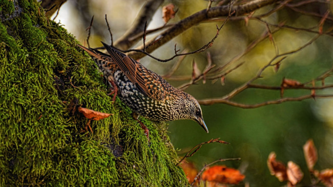 Обои картинки фото животные, птицы, скворец