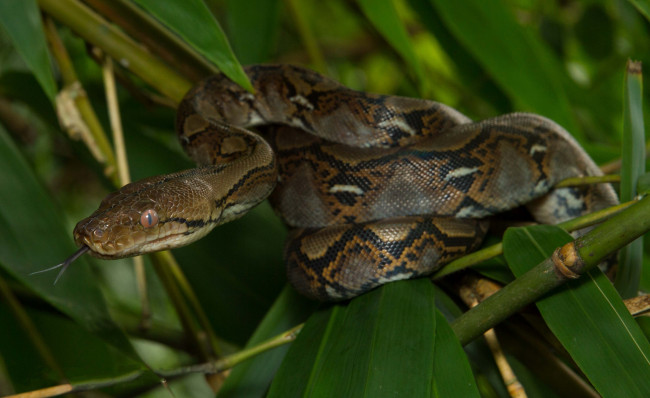 Обои картинки фото животные, змеи,  питоны,  кобры, удав