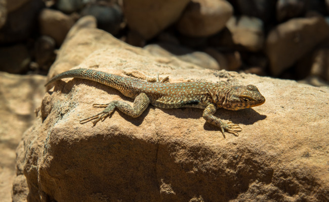 Обои картинки фото животные, Ящерицы,  игуаны,  вараны, ящерка