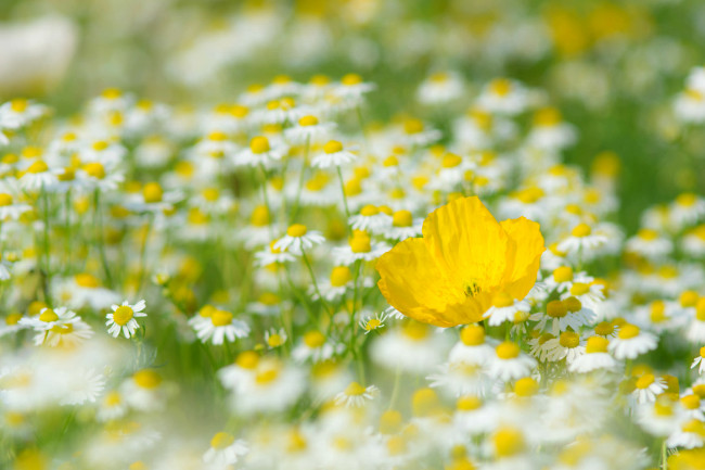 Обои картинки фото цветы, разные вместе, мак, ромашки, луг