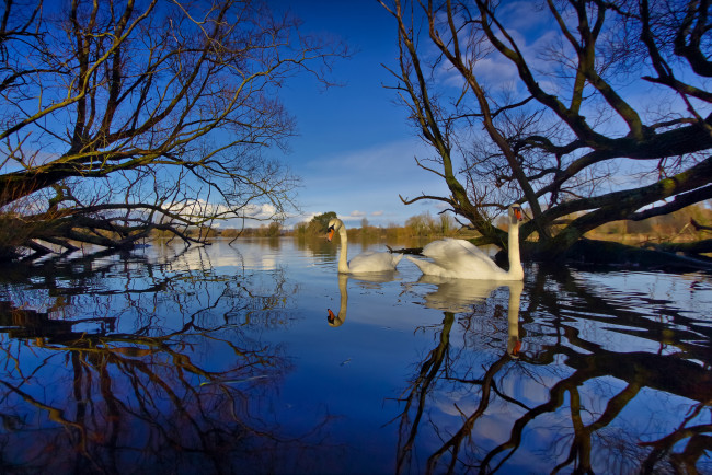 Обои картинки фото животные, лебеди, река, лебедь
