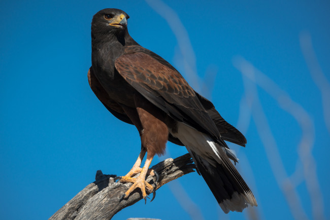 Обои картинки фото животные, птицы - хищники, орел