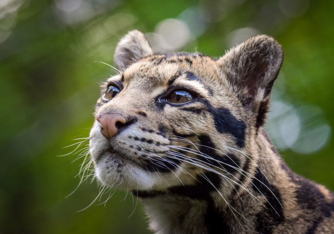 Обои картинки фото clouded leopard, животные, дымчатые леопарды, леопард