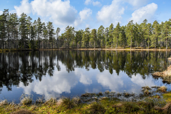 Обои картинки фото природа, реки, озера, река, лес