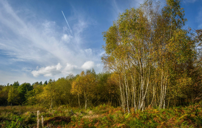 Обои картинки фото природа, лес, простор