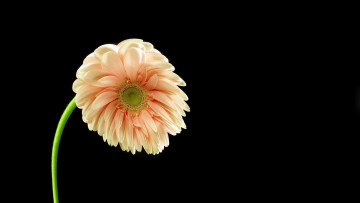 Картинка цветы герберы поникшая гербера