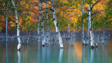 Картинка природа деревья вода отражение