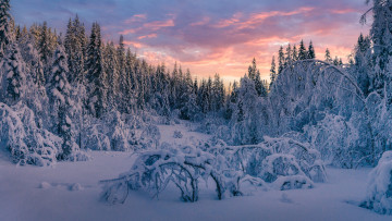 обоя природа, лес, зима, снег