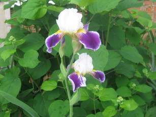 Картинка ирисы цветы