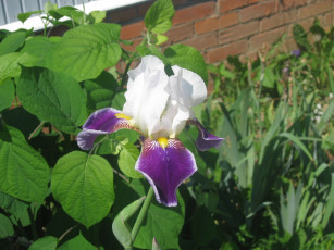 Картинка ирисы цветы