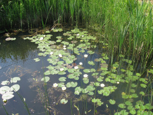 Картинка кувшинки цветы лилии водяные нимфеи