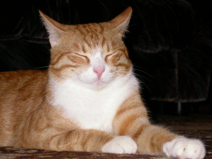 Картинка животные коты