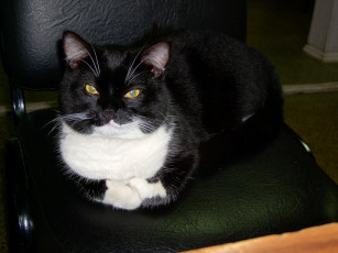 Картинка животные коты