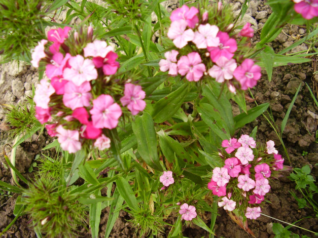 Обои картинки фото цветы, гвоздики