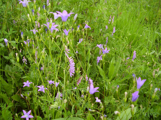 Обои картинки фото цветы, луговые, полевые