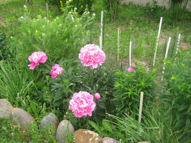 Обои картинки фото цветы, пионы