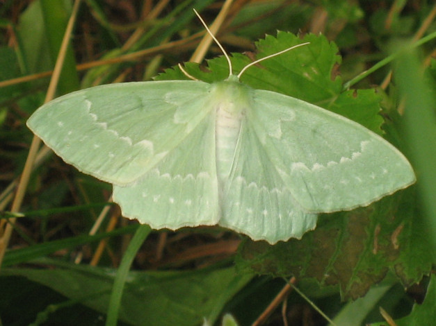 Обои картинки фото мотылёк, животные, бабочки