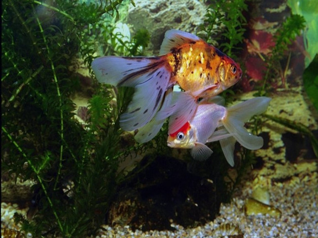 Обои картинки фото животные, рыбы