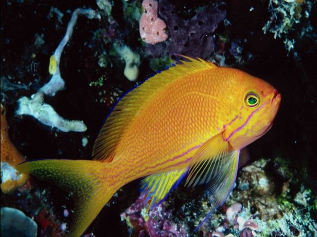 Обои картинки фото животные, рыбы