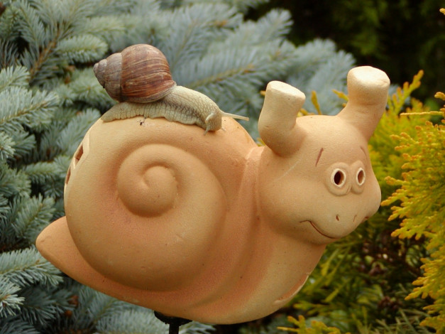 Обои картинки фото животные, улитки