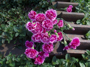 Картинка цветы гвоздики