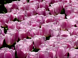 Картинка цветы тюльпаны