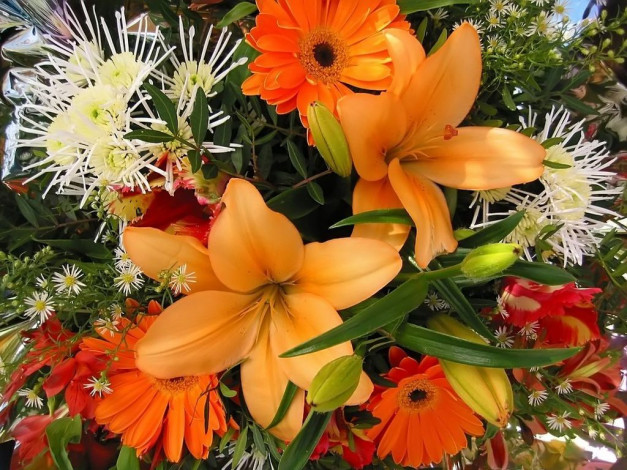 Обои картинки фото цветы, разные, вместе