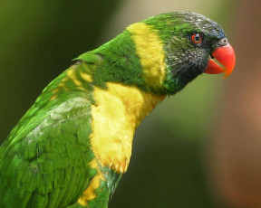 Картинка животные попугаи