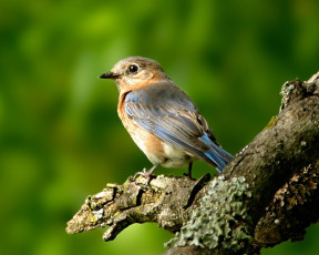 Картинка животные птицы