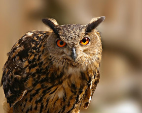 Картинка животные совы