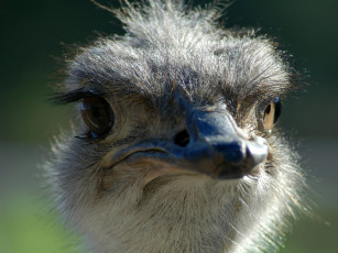 Картинка животные страусы