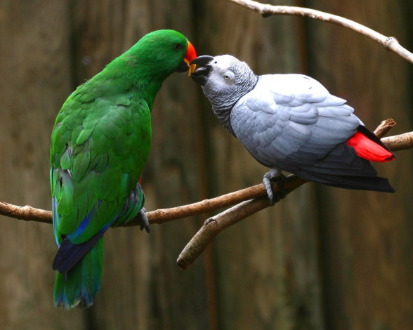 Обои картинки фото животные, попугаи